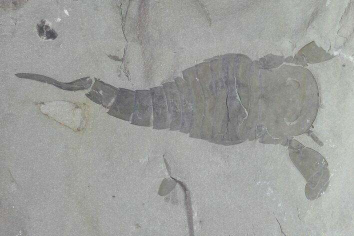 Eurypterus (Sea Scorpion) Fossil - New York #86883